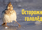 Осторожно! Гололед!