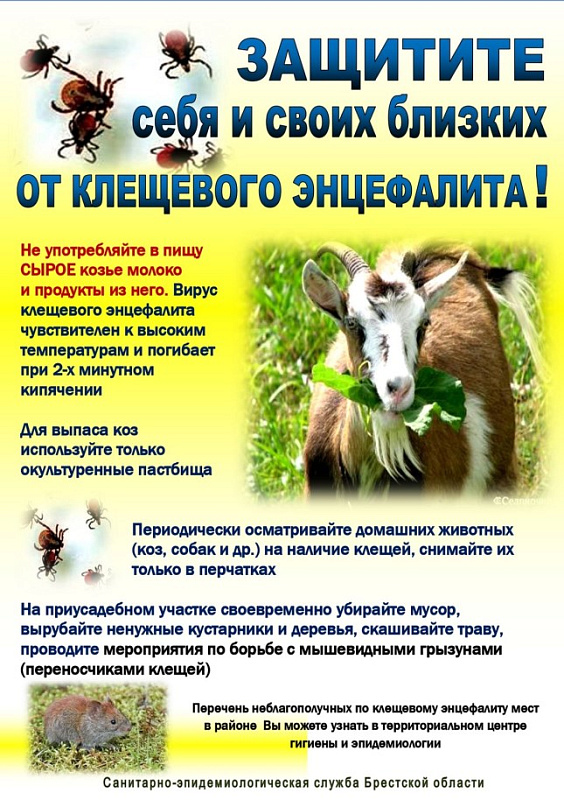 Клещевой энцефалит через козье молоко,  не миф, а реальность