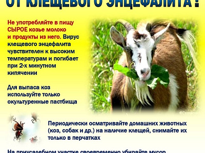Клещевой энцефалит через козье молоко,  не миф, а реальность
